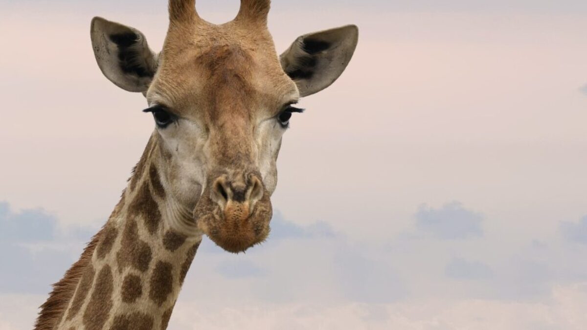 Close-Up Photography of Giraffe