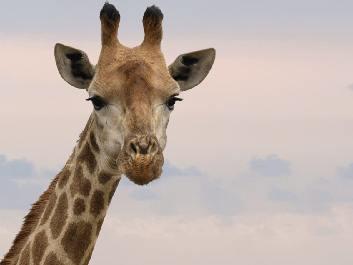 Close-Up Photography of Giraffe