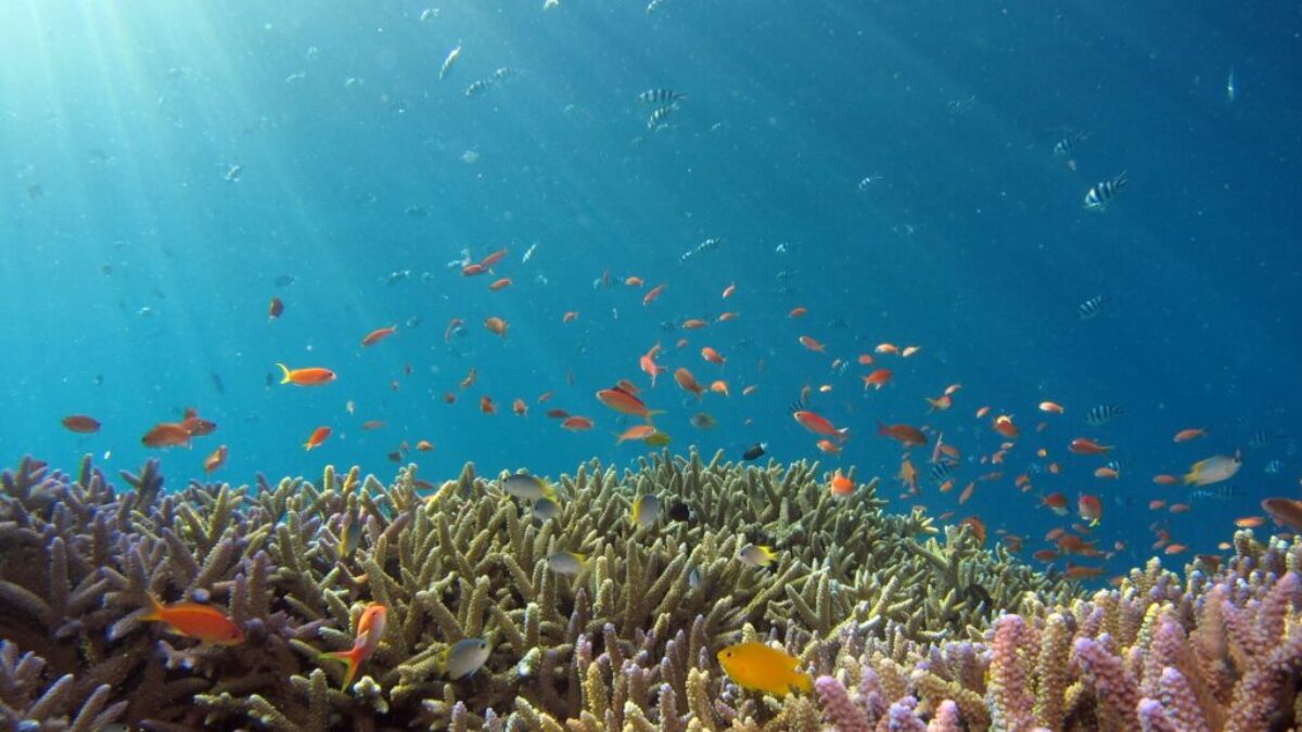 school of fish in body of water