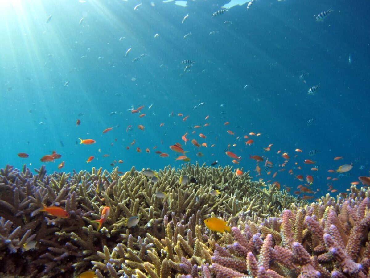 school of fish in body of water