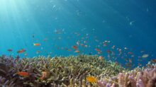 school of fish in body of water