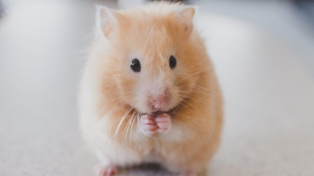 selective focus photography of brown hamster