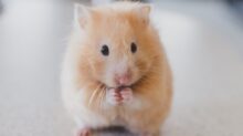 selective focus photography of brown hamster