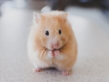 selective focus photography of brown hamster