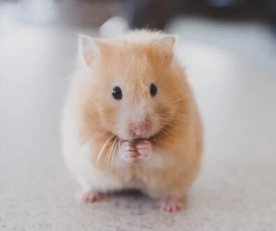 selective focus photography of brown hamster