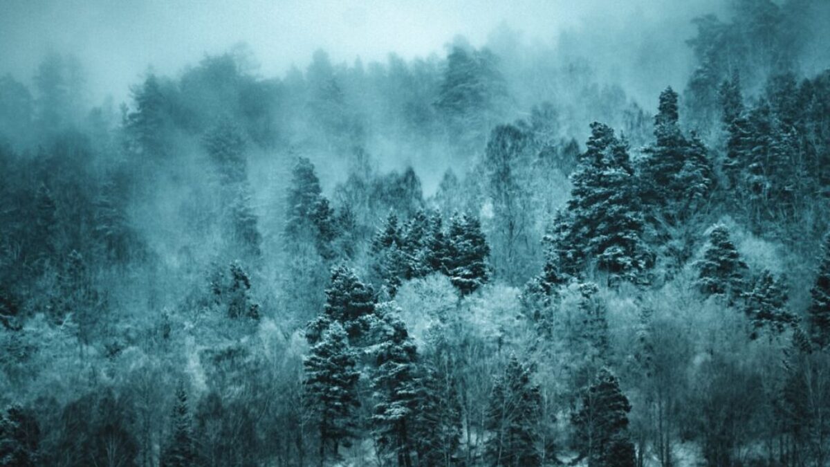 shallow focus photo of green trees during daytime