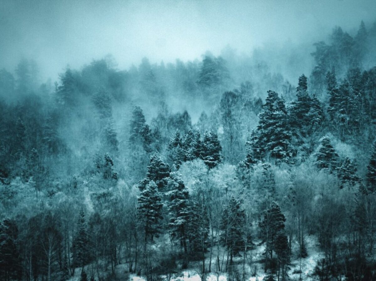 shallow focus photo of green trees during daytime