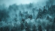shallow focus photo of green trees during daytime