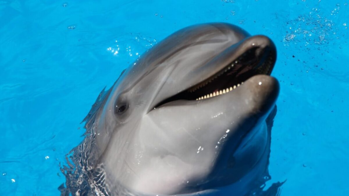 dolphin on water during daytime