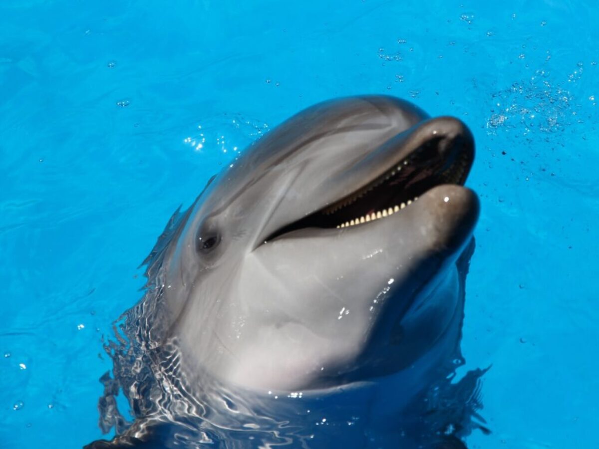dolphin on water during daytime