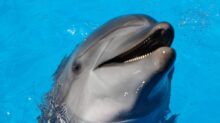 dolphin on water during daytime