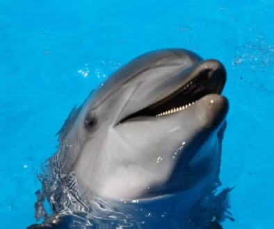 dolphin on water during daytime