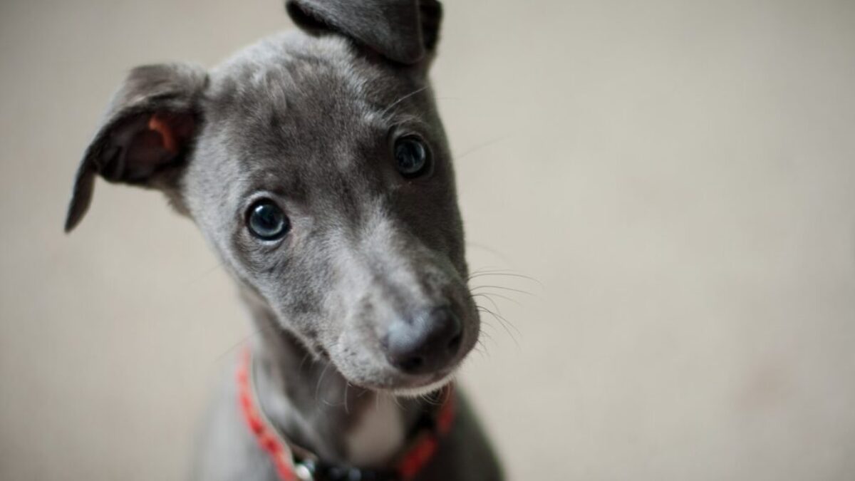 short-coated black puppy
