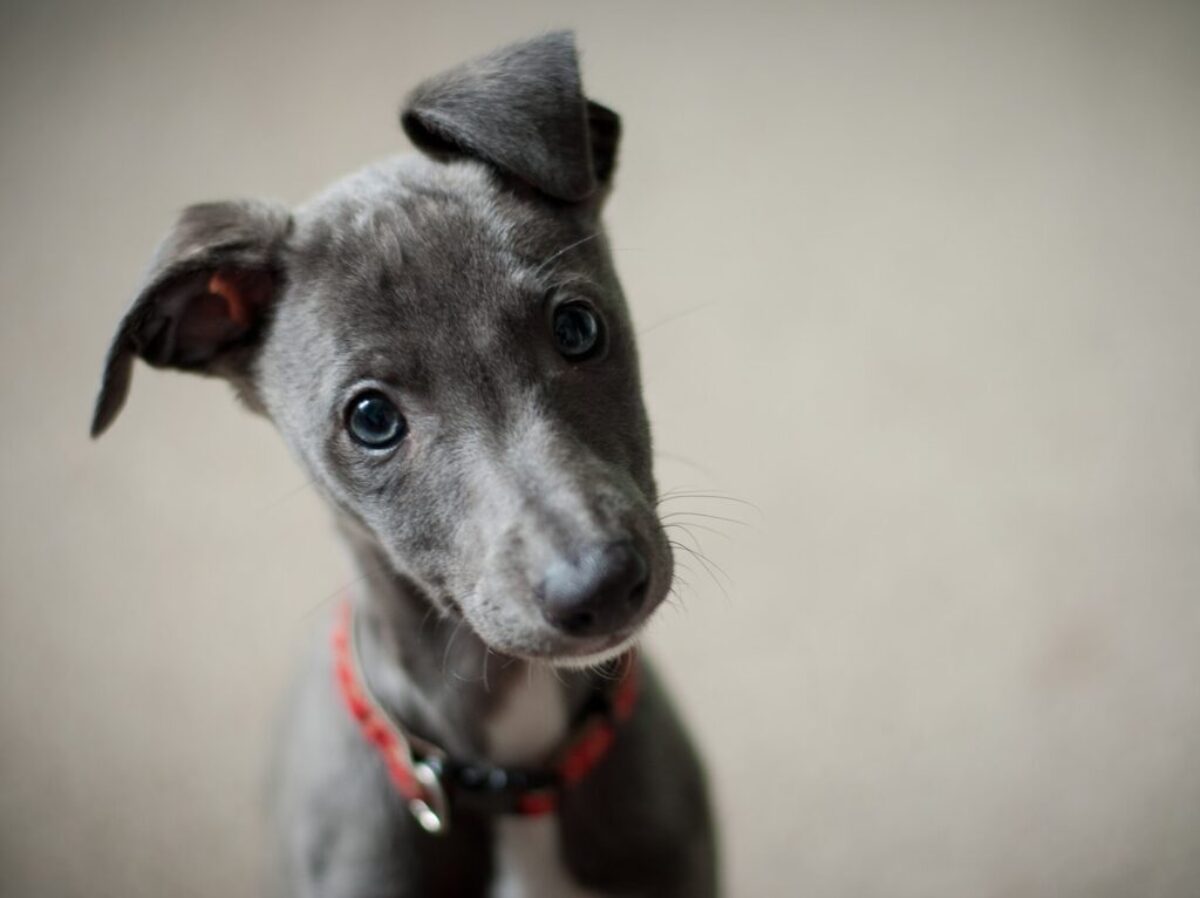 short-coated black puppy