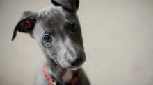 short-coated black puppy