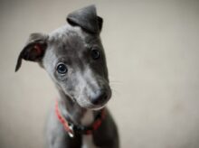 short-coated black puppy