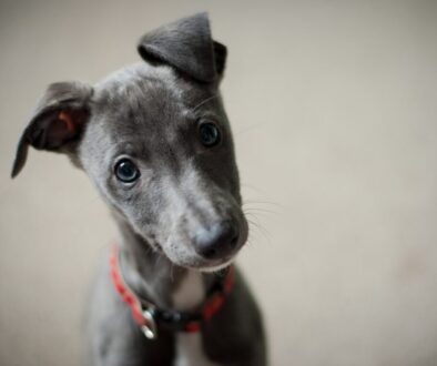 short-coated black puppy
