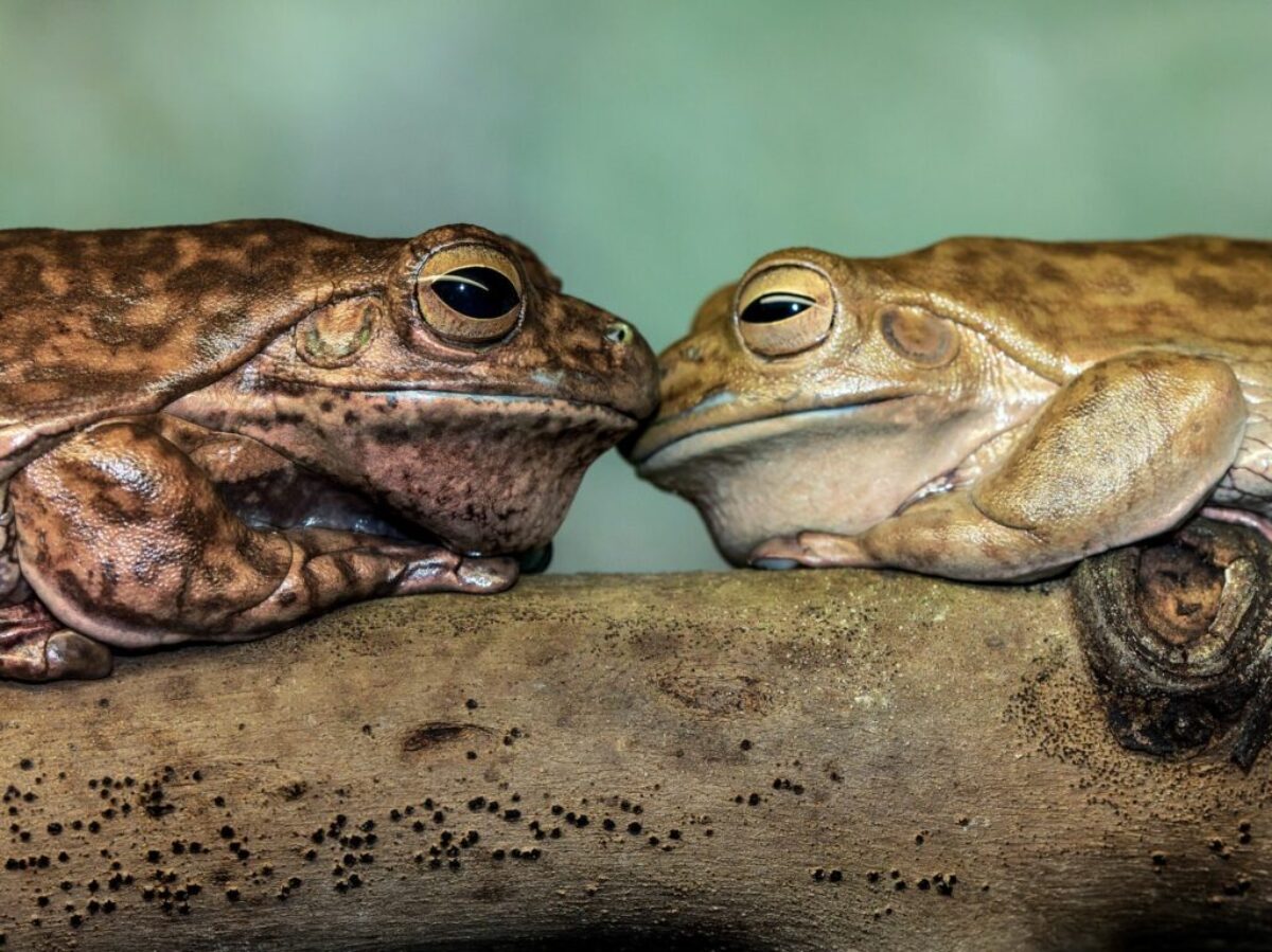 brown frog on brown wood