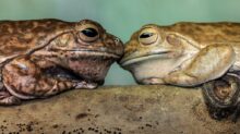 brown frog on brown wood