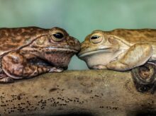 brown frog on brown wood