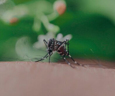 Closeup of spotted mosquito with thin legs and proboscis sucking blood on skin with hairs of faceless person