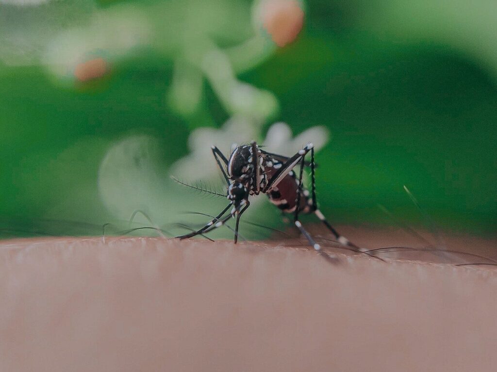 Closeup of spotted mosquito with thin legs and proboscis sucking blood on skin with hairs of faceless person