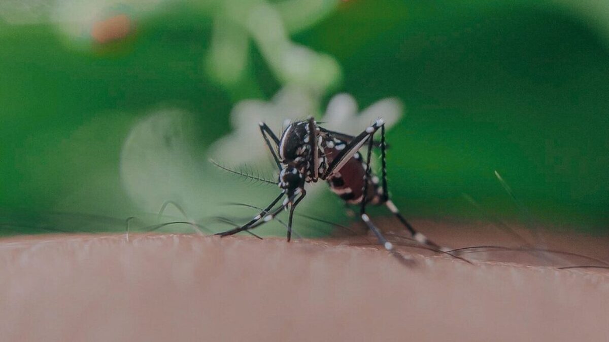 Closeup of spotted mosquito with thin legs and proboscis sucking blood on skin with hairs of faceless person