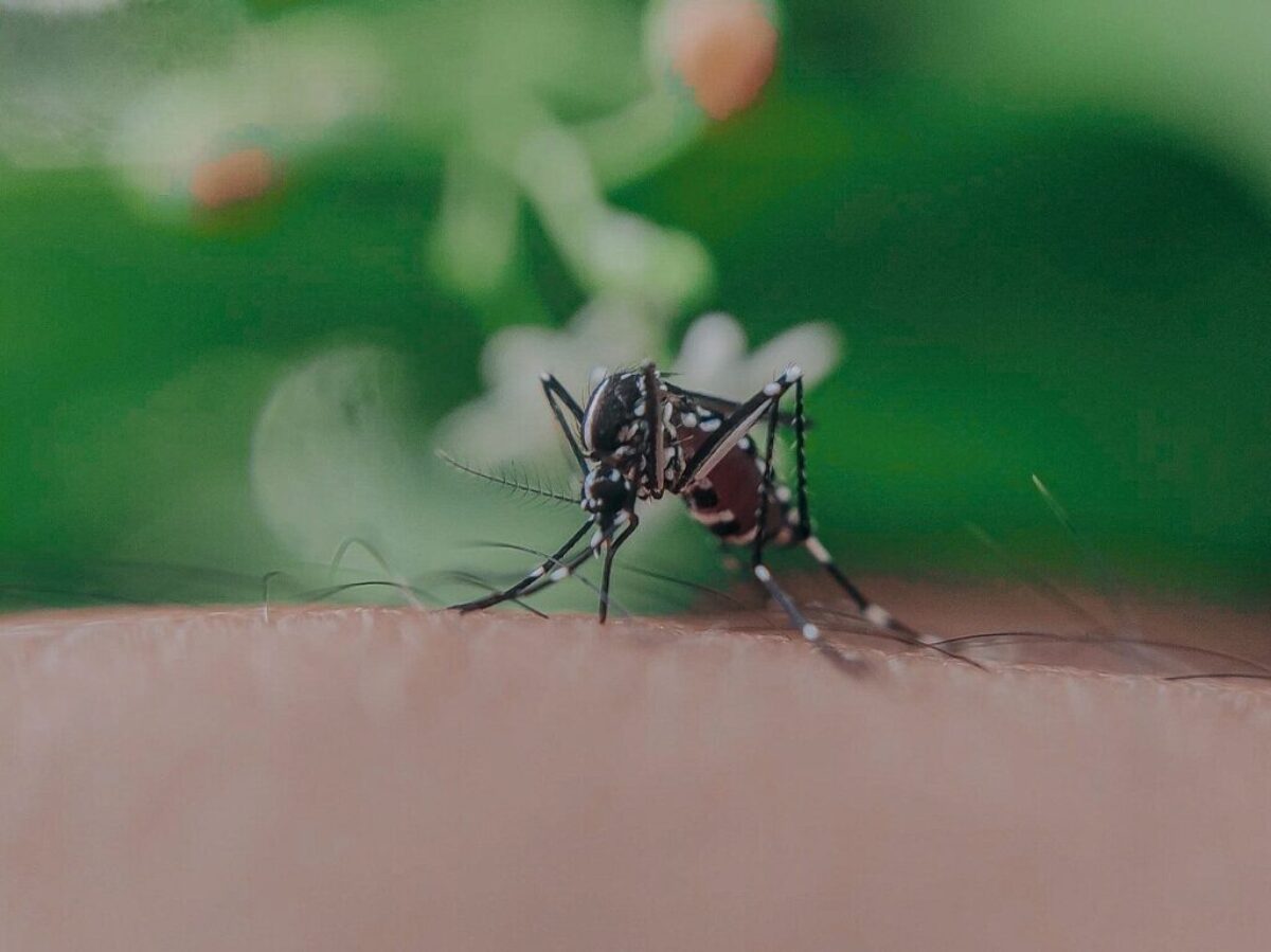 Closeup of spotted mosquito with thin legs and proboscis sucking blood on skin with hairs of faceless person