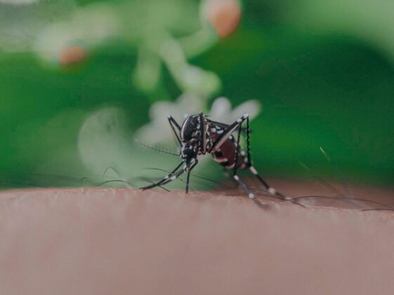 Closeup of spotted mosquito with thin legs and proboscis sucking blood on skin with hairs of faceless person