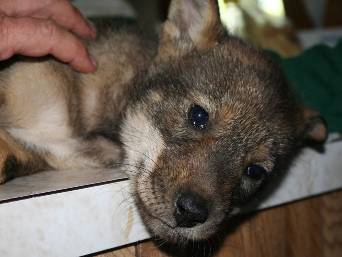 Canis rufus