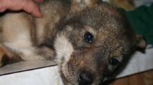 Canis rufus