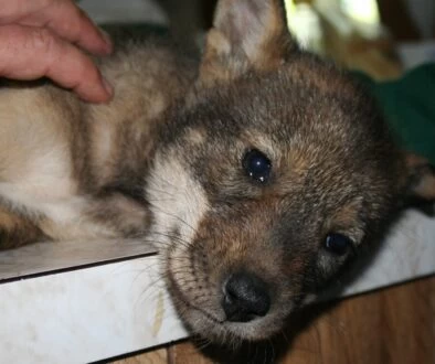 Canis rufus