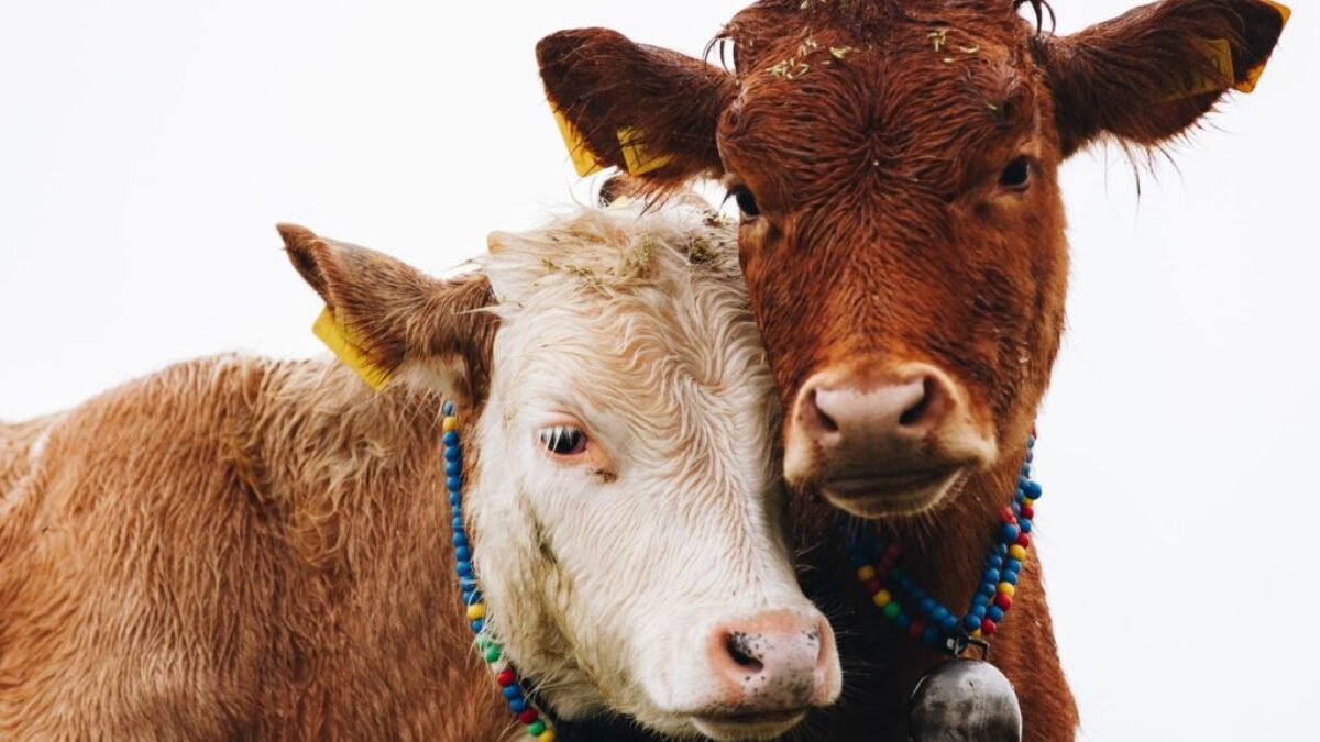 two brown cattles
