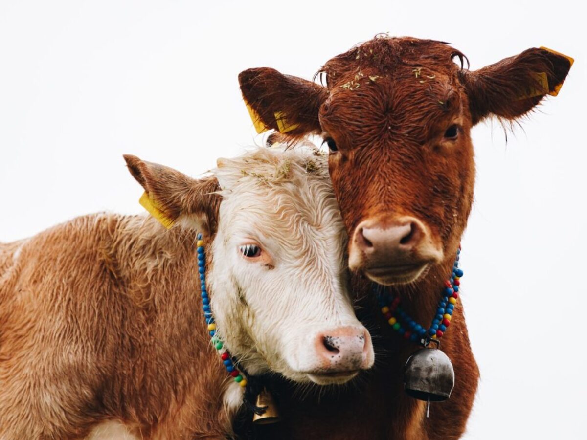 two brown cattles