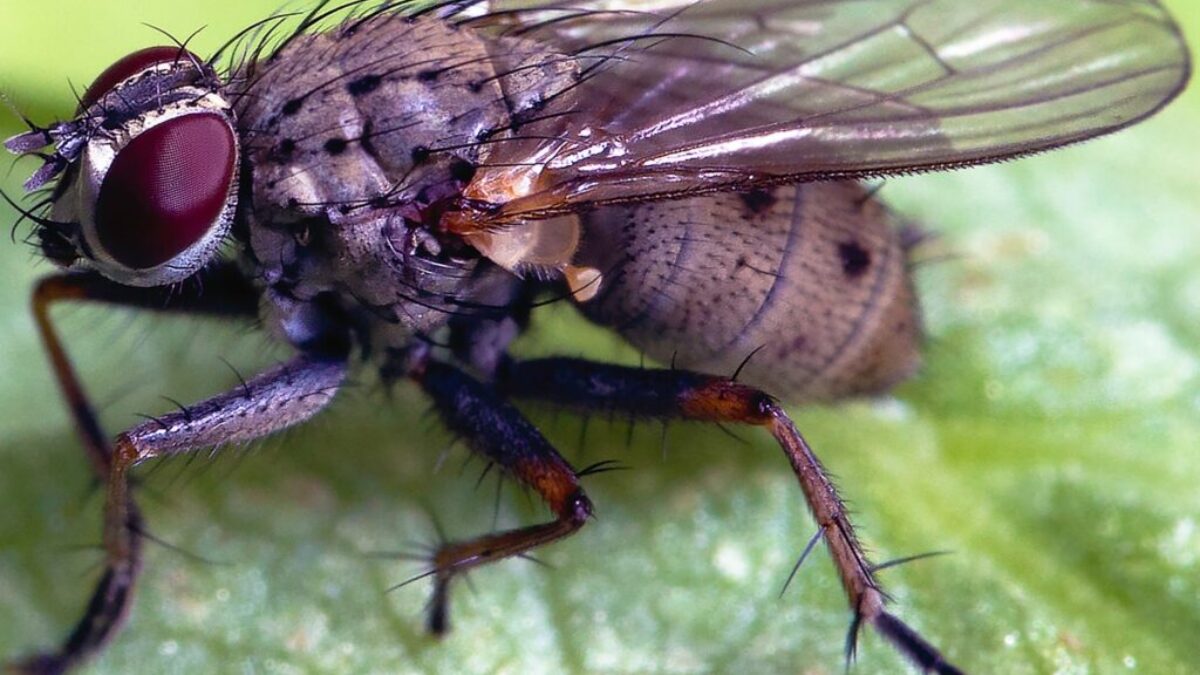 black and white fly on green leaf