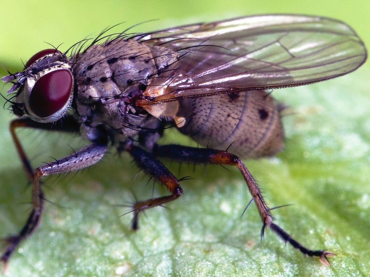 black and white fly on green leaf
