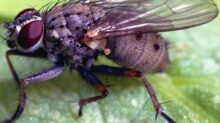 black and white fly on green leaf