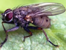 black and white fly on green leaf
