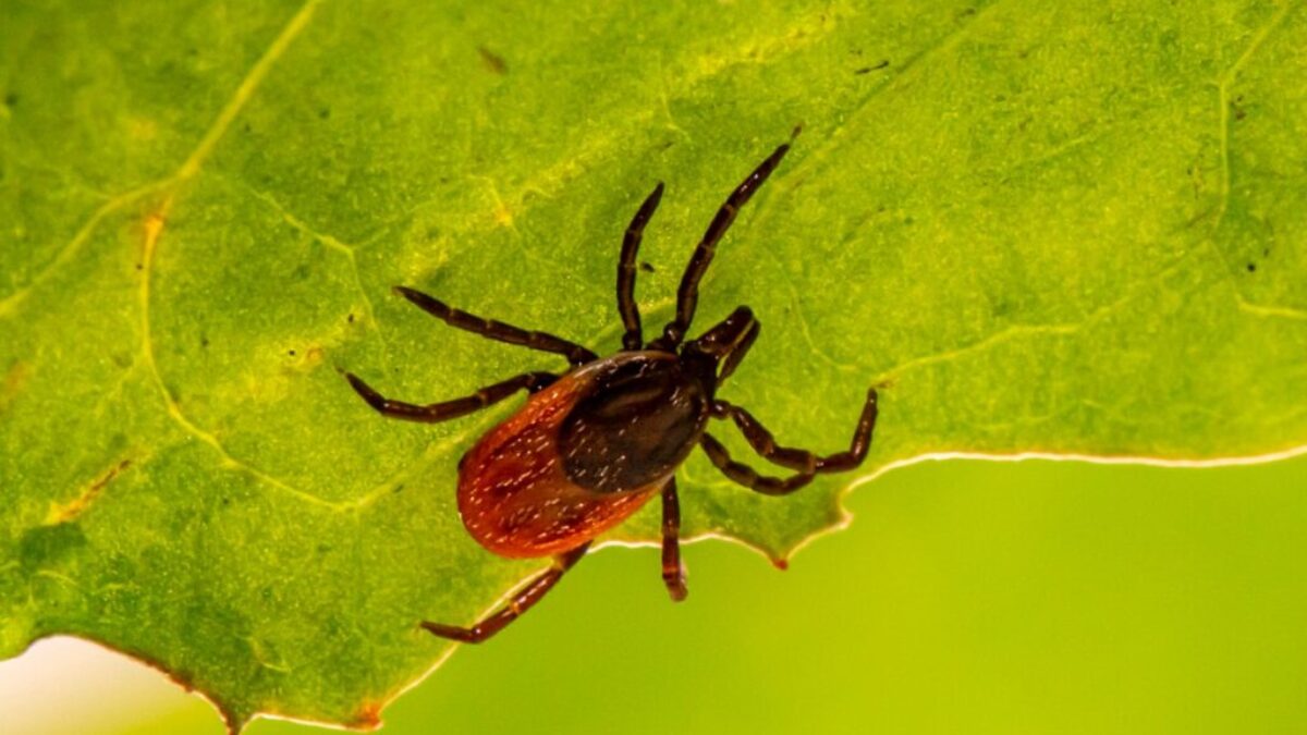 brown spider on green leaf