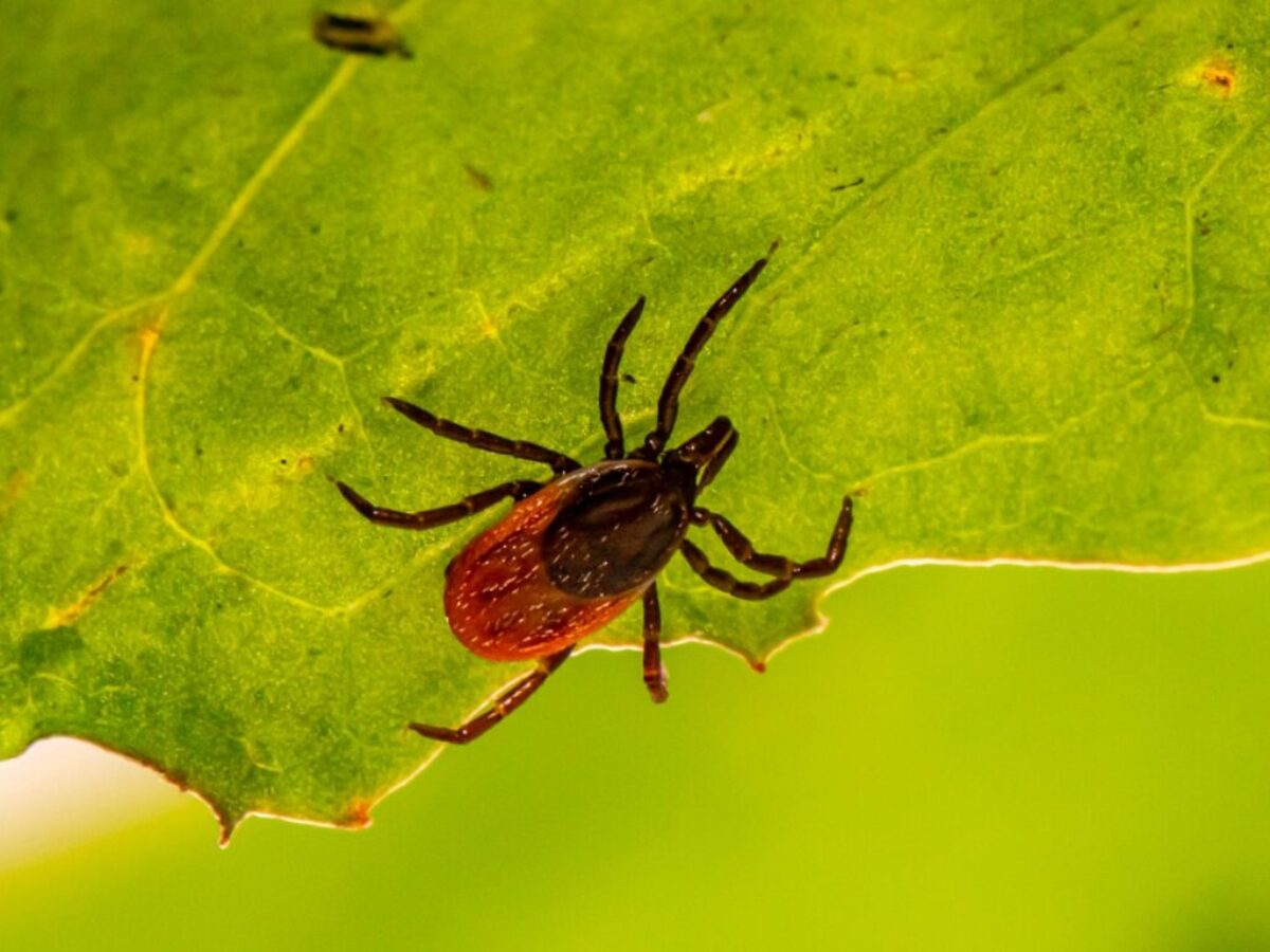 brown spider on green leaf