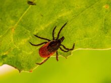 brown spider on green leaf