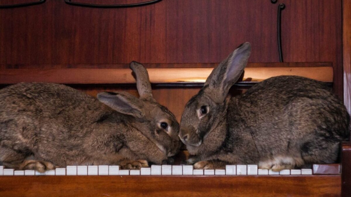 gray rabbit on brown wooden shelf