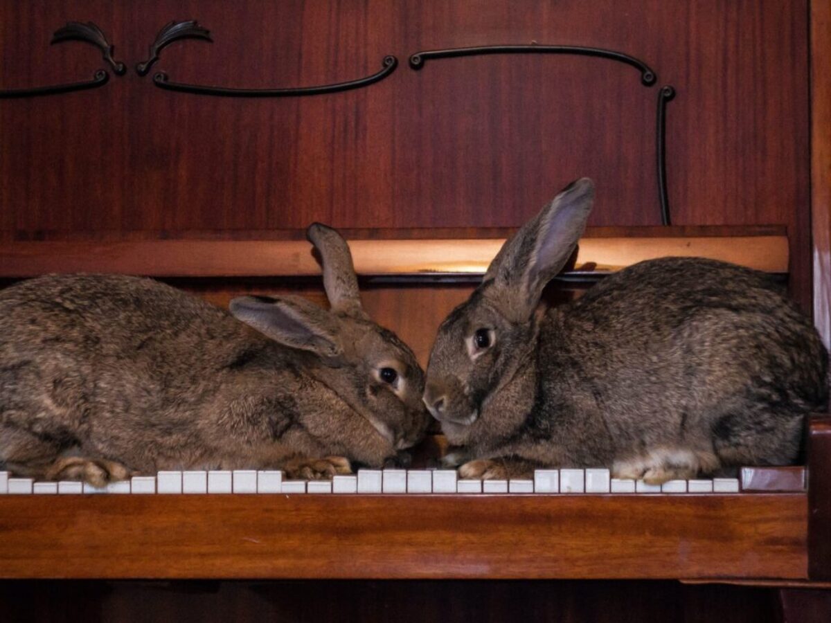 gray rabbit on brown wooden shelf