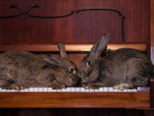 gray rabbit on brown wooden shelf