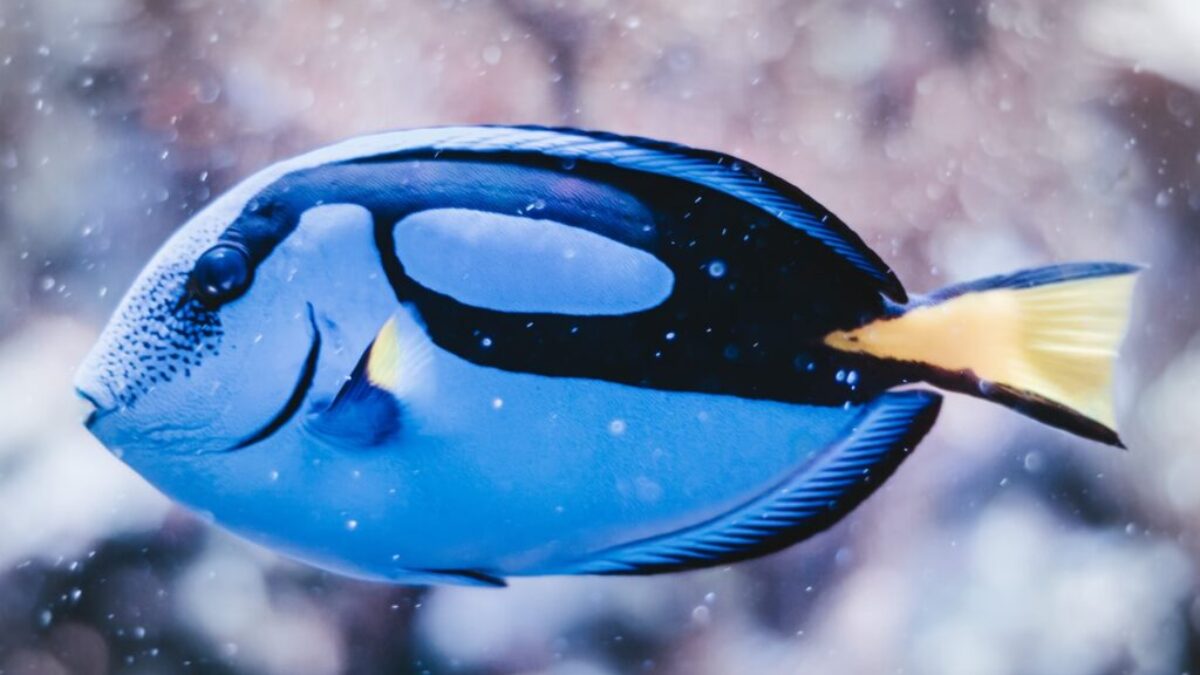 blue and black fish