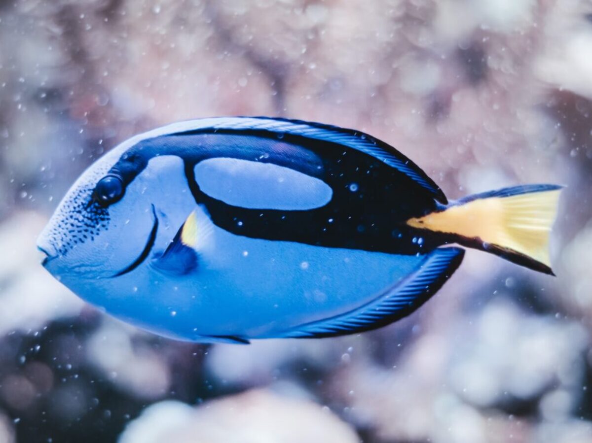 blue and black fish
