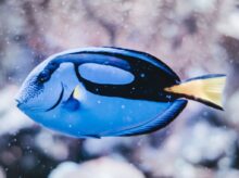 blue and black fish