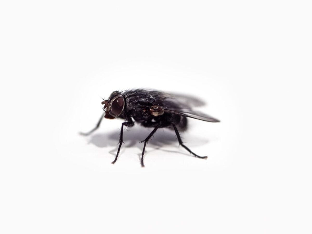 black fly on white surface