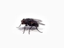 black fly on white surface