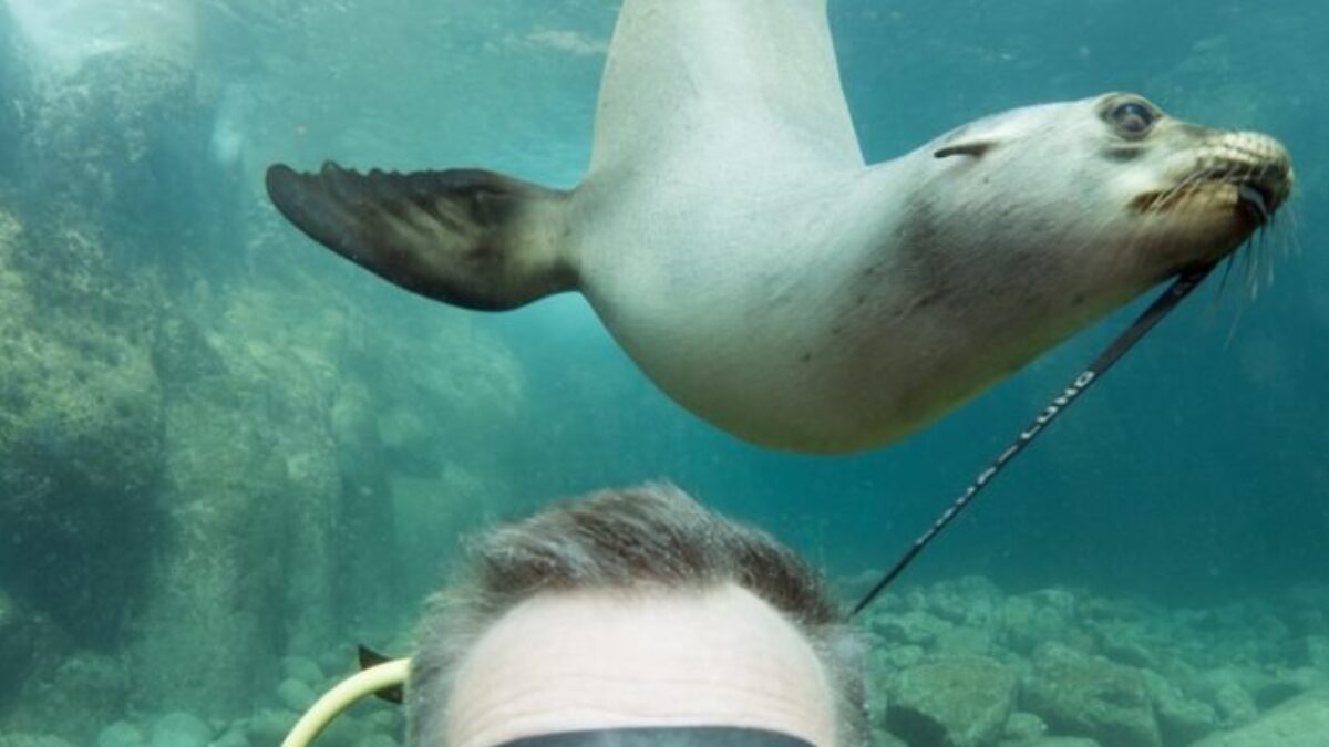 seal and man underwater